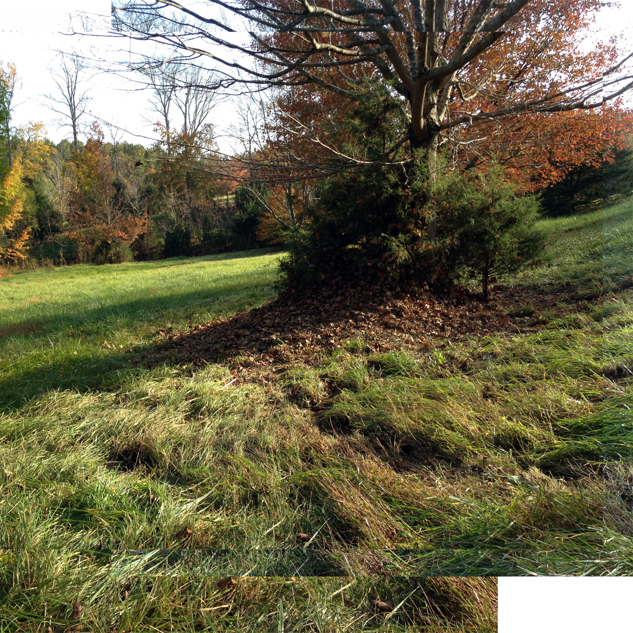 leaf aggregations are concentrated